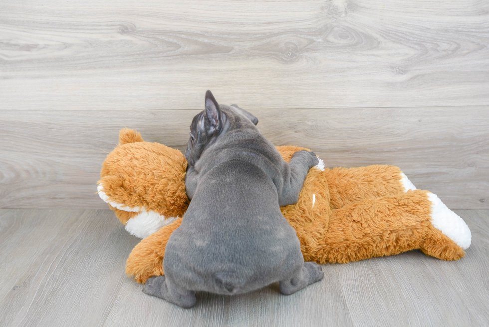 Small French Bulldog Baby
