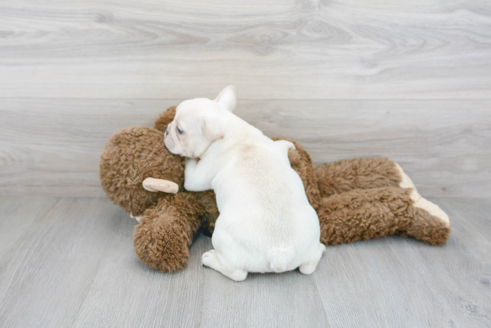 Fluffy Frenchie Purebred Puppy