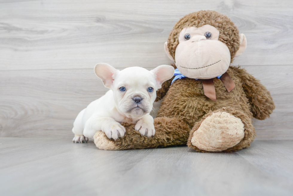 French Bulldog Pup Being Cute