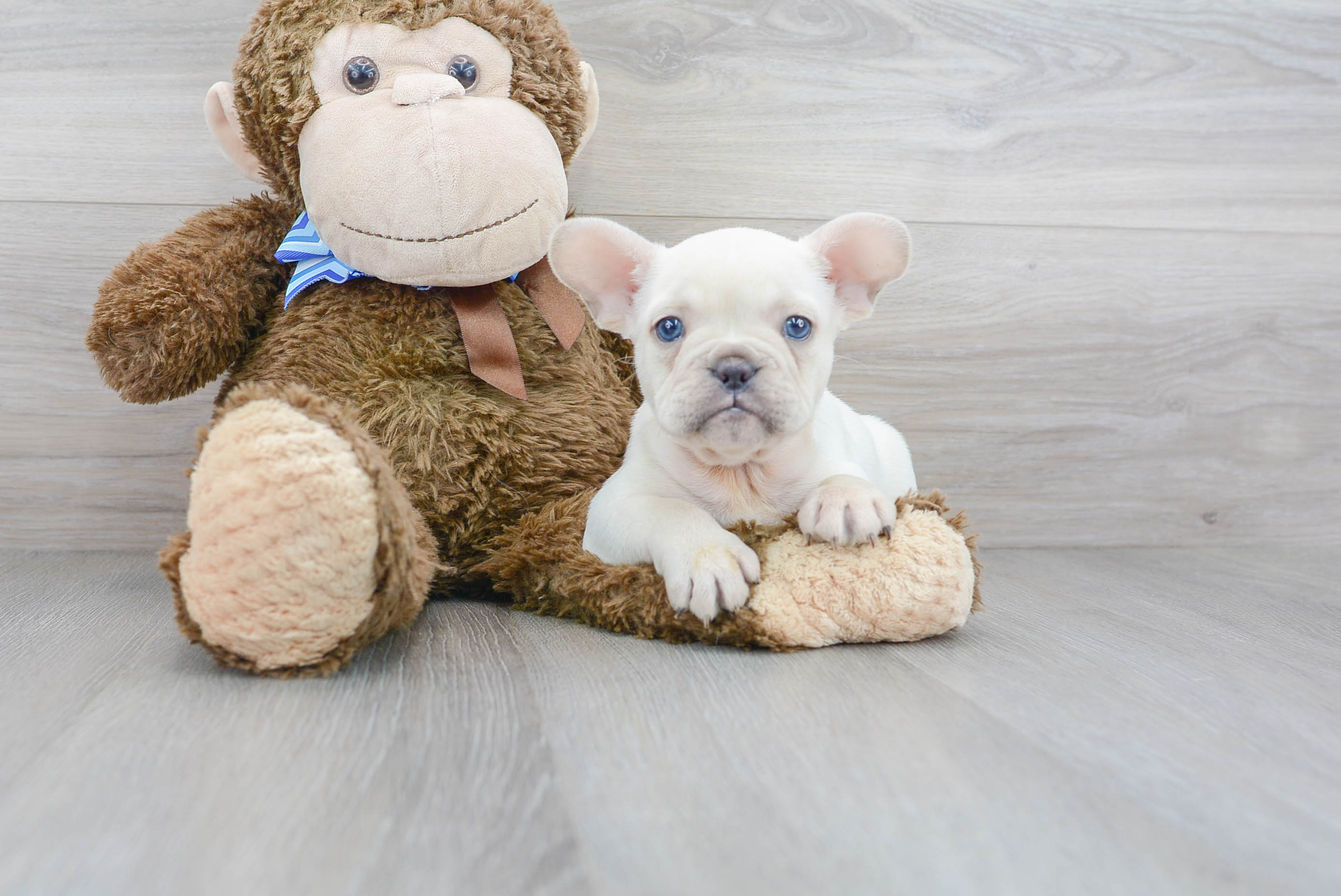 Best French Bulldog Baby