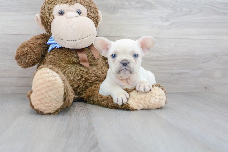 Best French Bulldog Baby