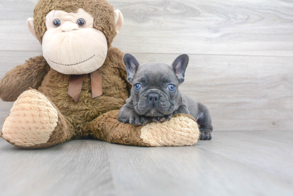 French Bulldog Pup Being Cute