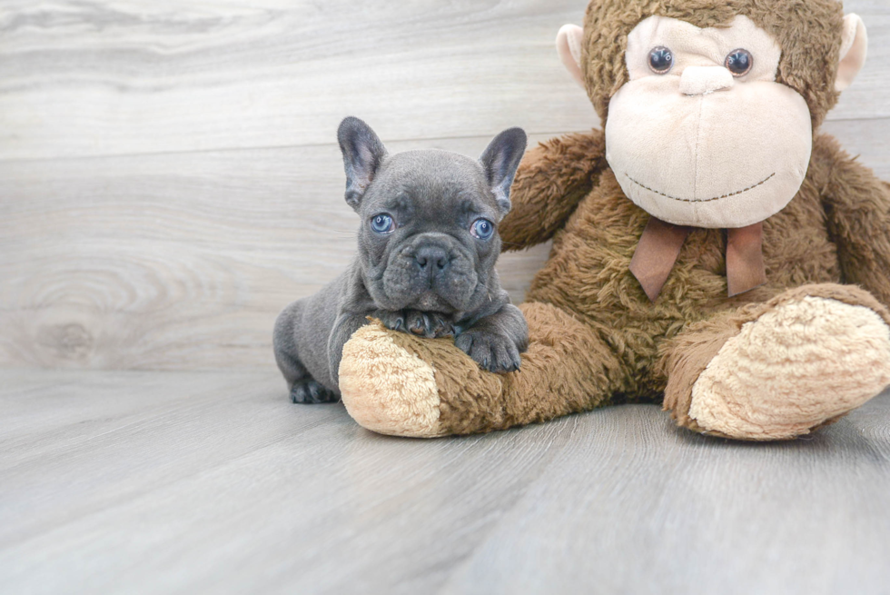 Adorable Frenchie Purebred Puppy