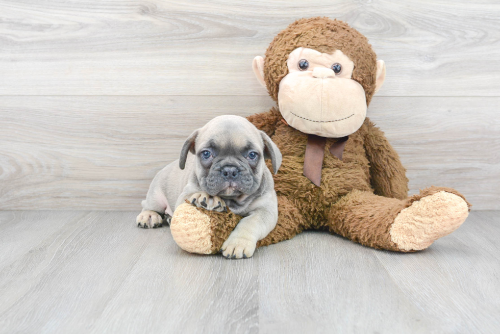 Cute French Bulldog Purebred Pup