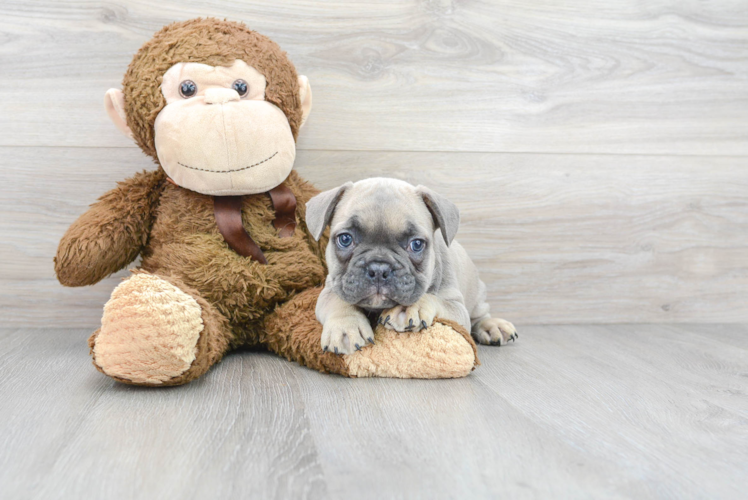 French Bulldog Pup Being Cute