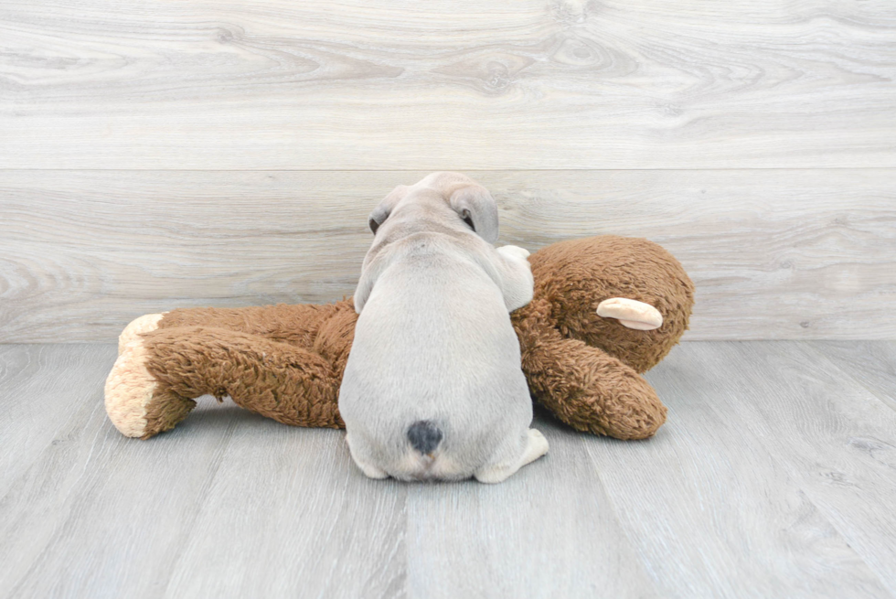 French Bulldog Pup Being Cute