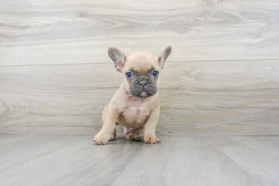 Sweet Frenchie Purebred Puppy