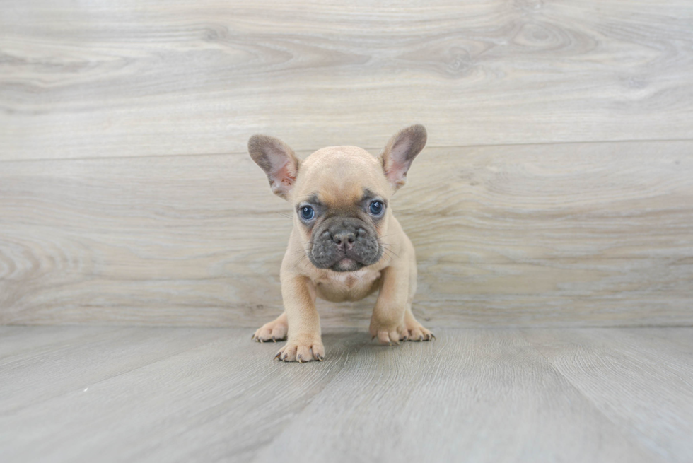 Small French Bulldog Baby