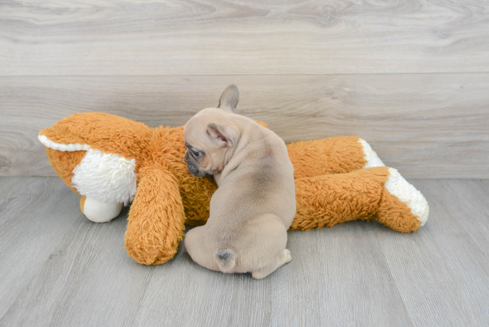 Akc Registered French Bulldog Baby