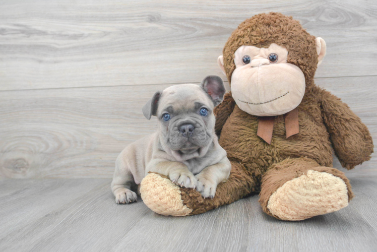 Friendly French Bulldog Baby