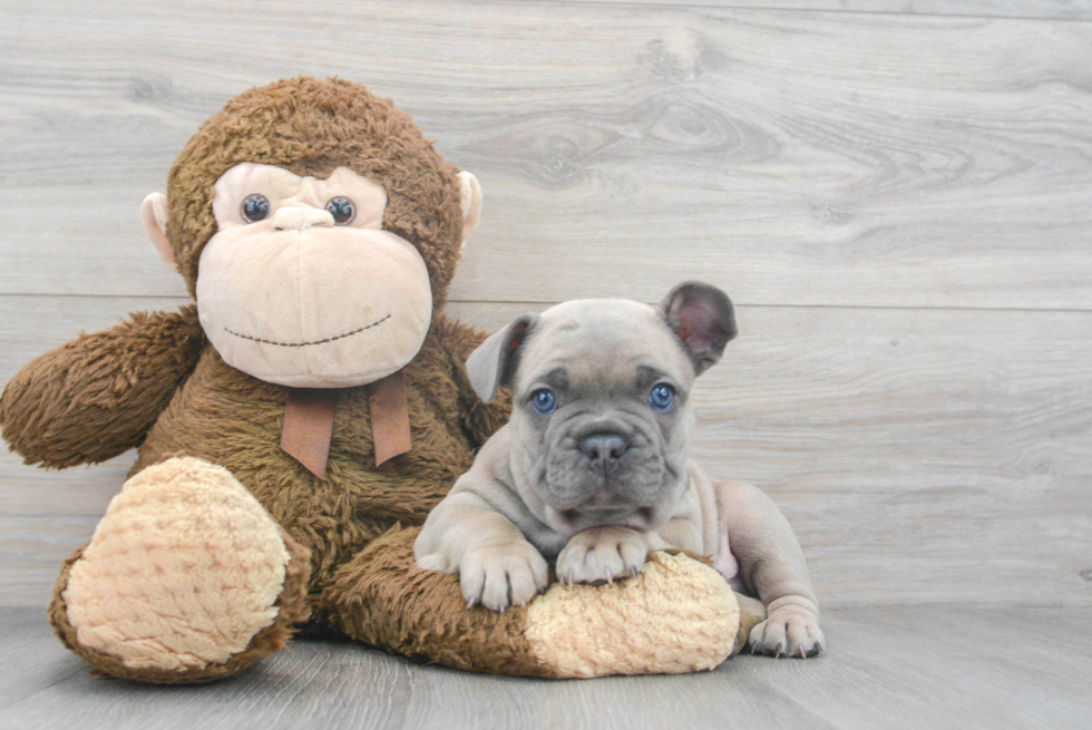 Friendly French Bulldog Baby