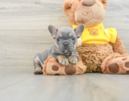 7 week old French Bulldog Puppy For Sale - Premier Pups