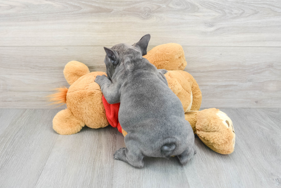 French Bulldog Pup Being Cute
