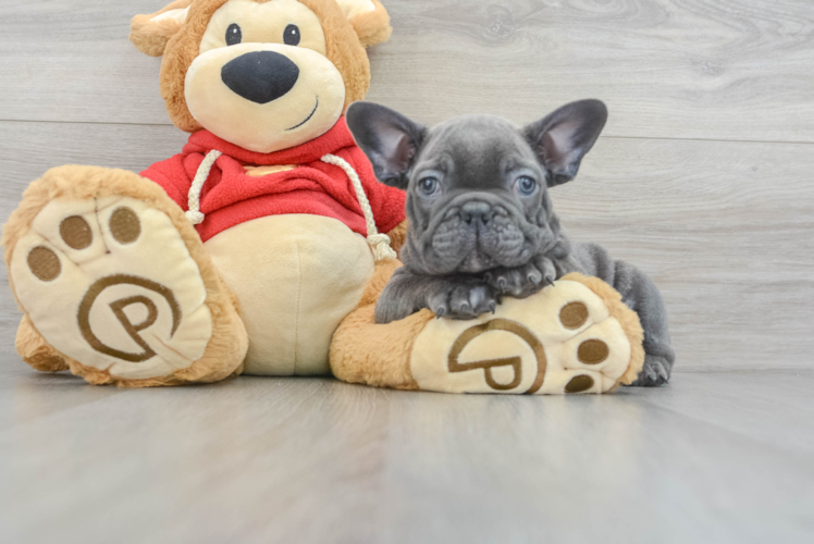 Petite Frenchie Purebred Puppy