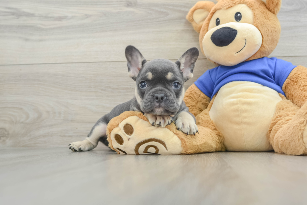 Smart Frenchie Purebred Puppy