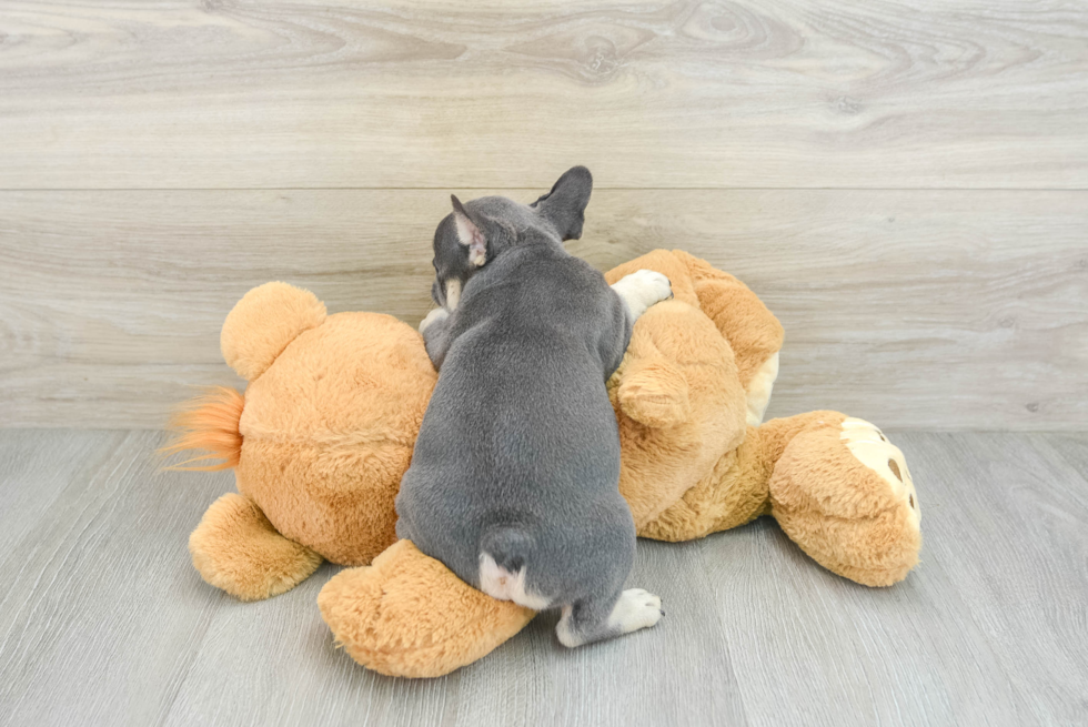 Best French Bulldog Baby