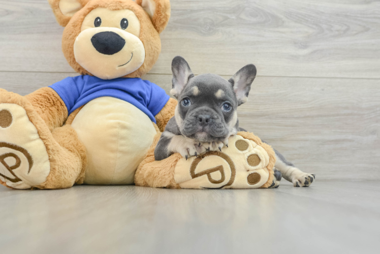 Sweet Frenchie Purebred Puppy