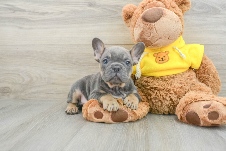 Playful French Bulldog Purebred Pup