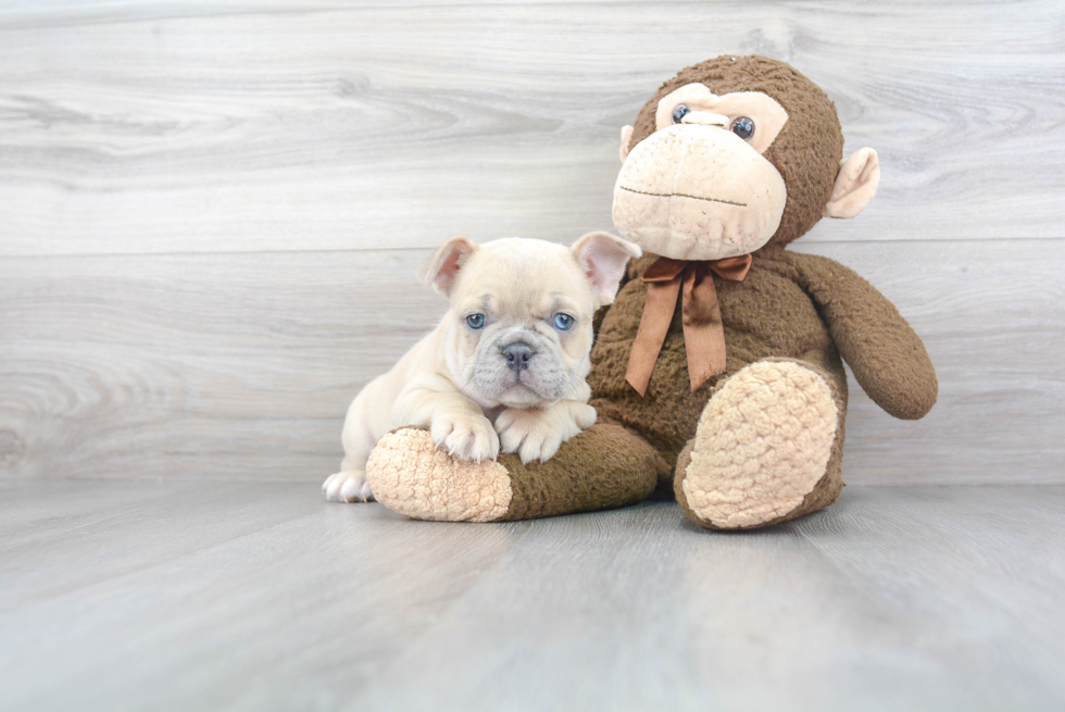 French Bulldog Puppy for Adoption