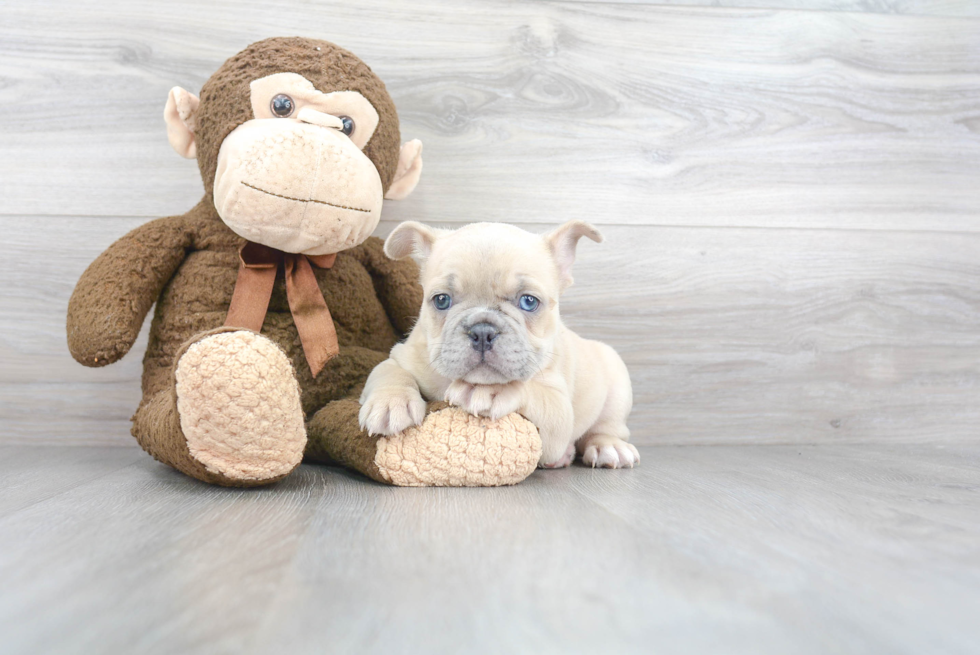 Best French Bulldog Baby