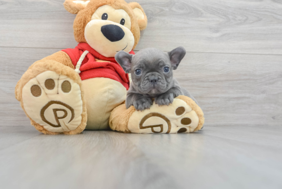 French Bulldog Puppy for Adoption