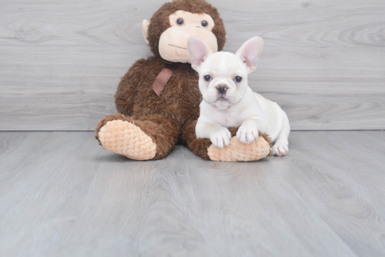 Small French Bulldog Baby