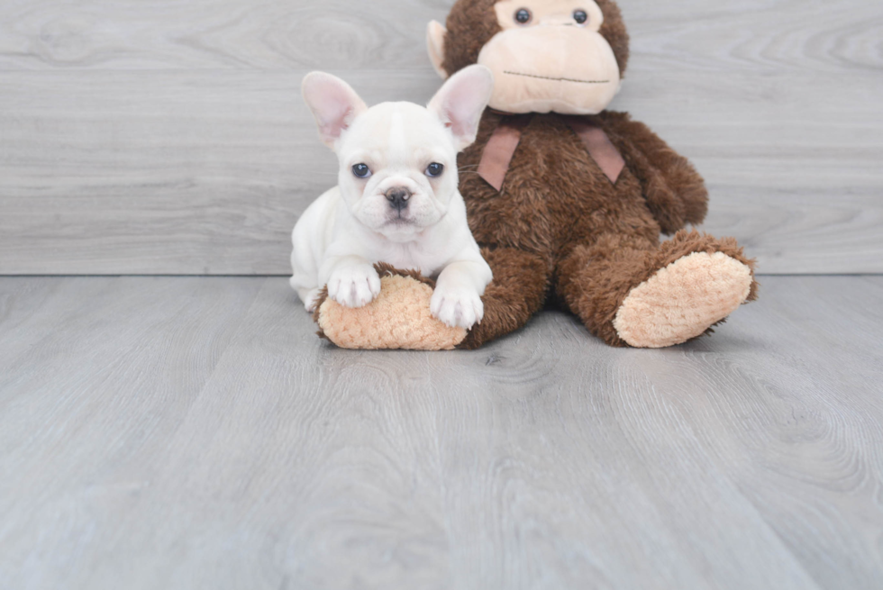 Best French Bulldog Baby