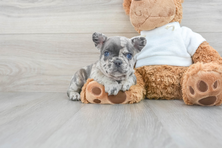 Popular French Bulldog Baby