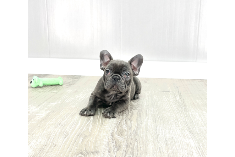 Hypoallergenic French Bulldog Baby