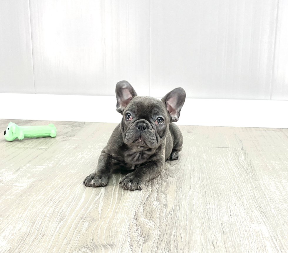 Hypoallergenic French Bulldog Baby