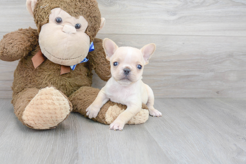 Little French Bulldog Purebred Pup