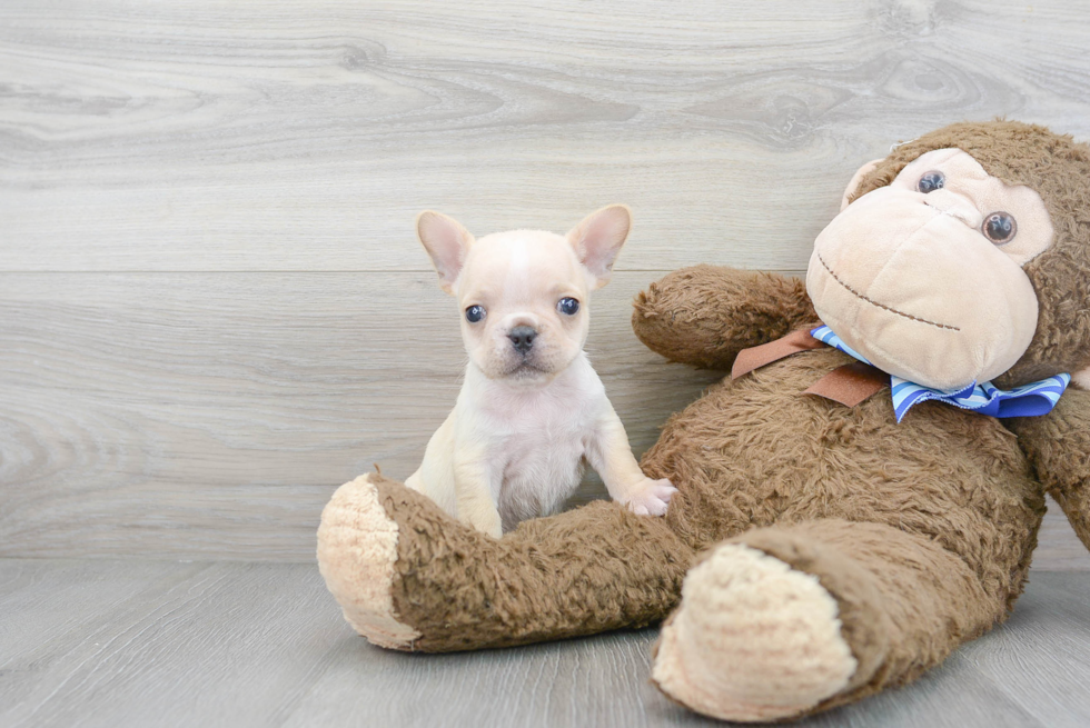 Smart Frenchie Purebred Puppy