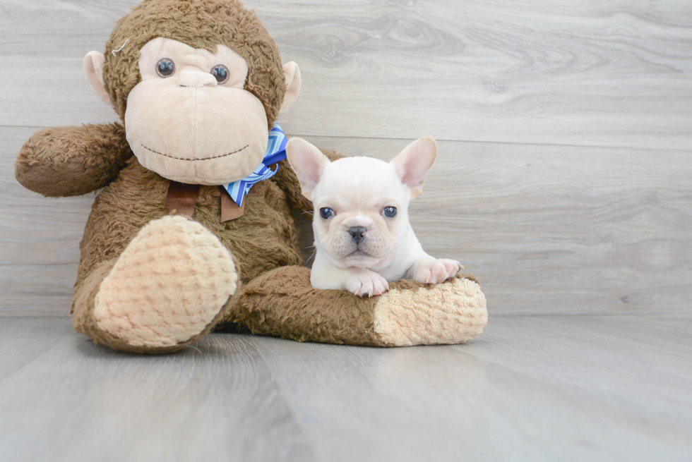 French Bulldog Pup Being Cute