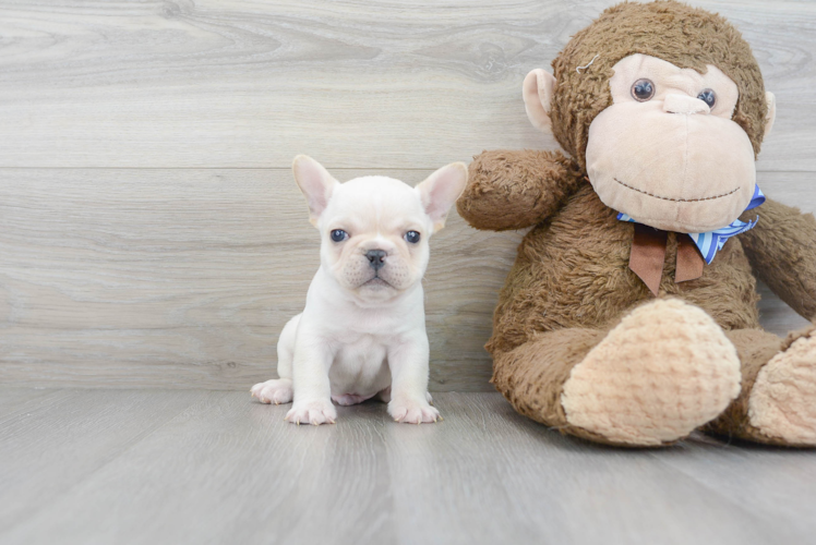 Playful French Bulldog Baby