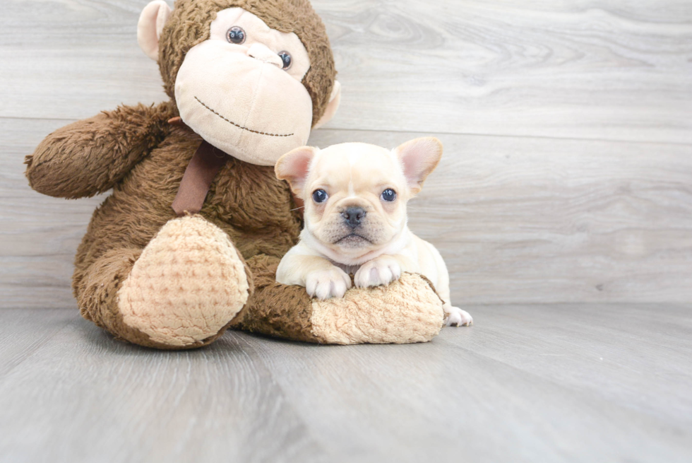 Smart Frenchie Purebred Puppy