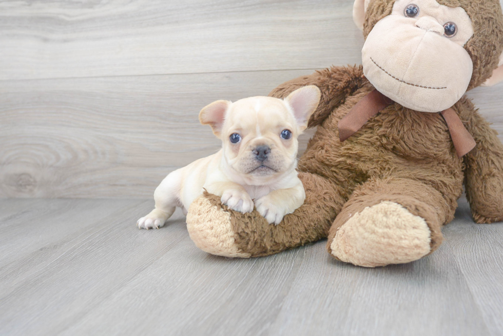 Friendly French Bulldog Purebred Pup