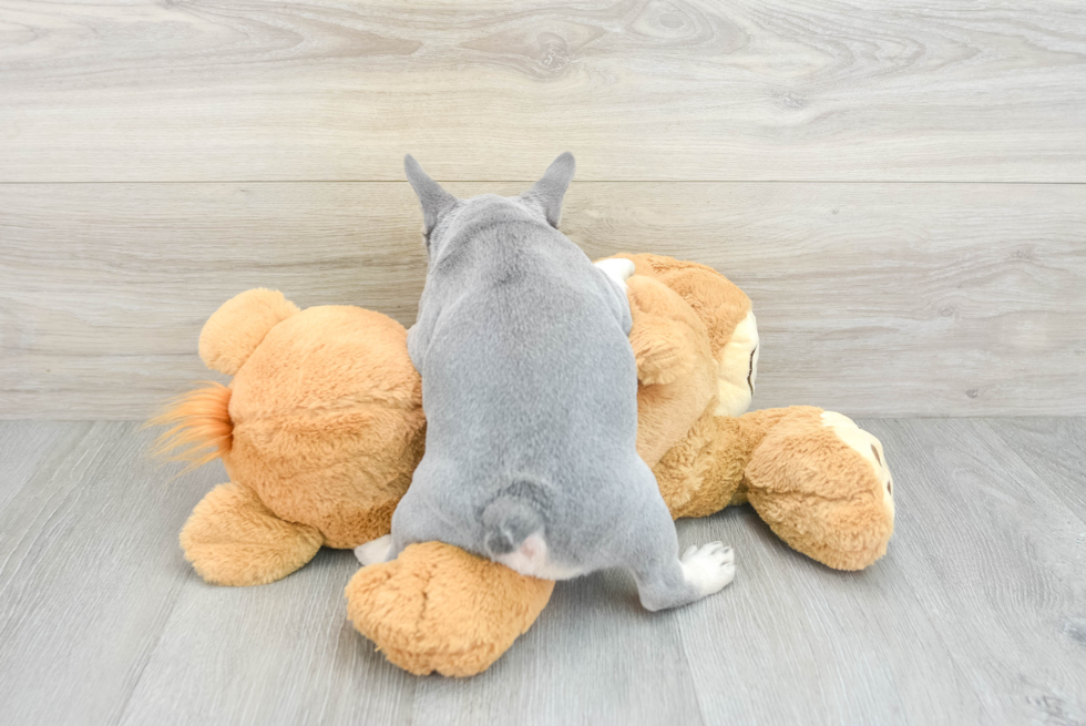 French Bulldog Pup Being Cute