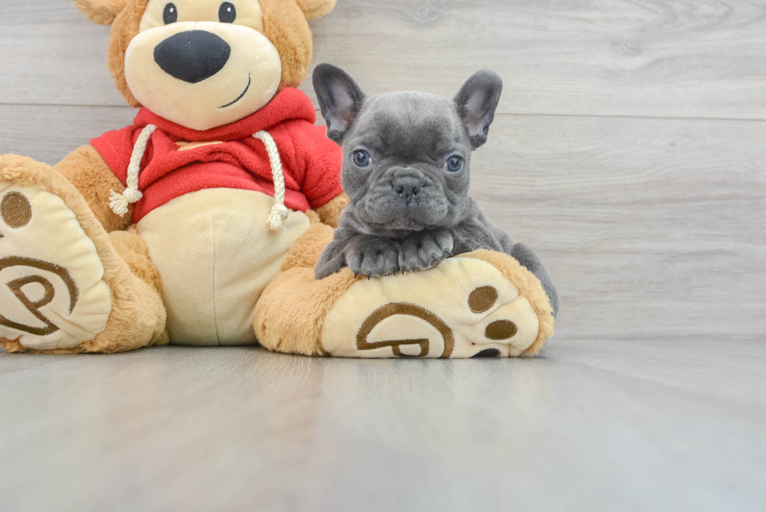 Small French Bulldog Baby