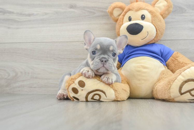 Playful French Bulldog Baby