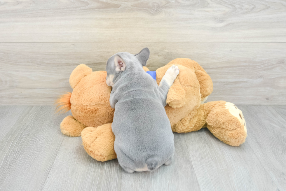 Cute Frenchie Purebred Puppy