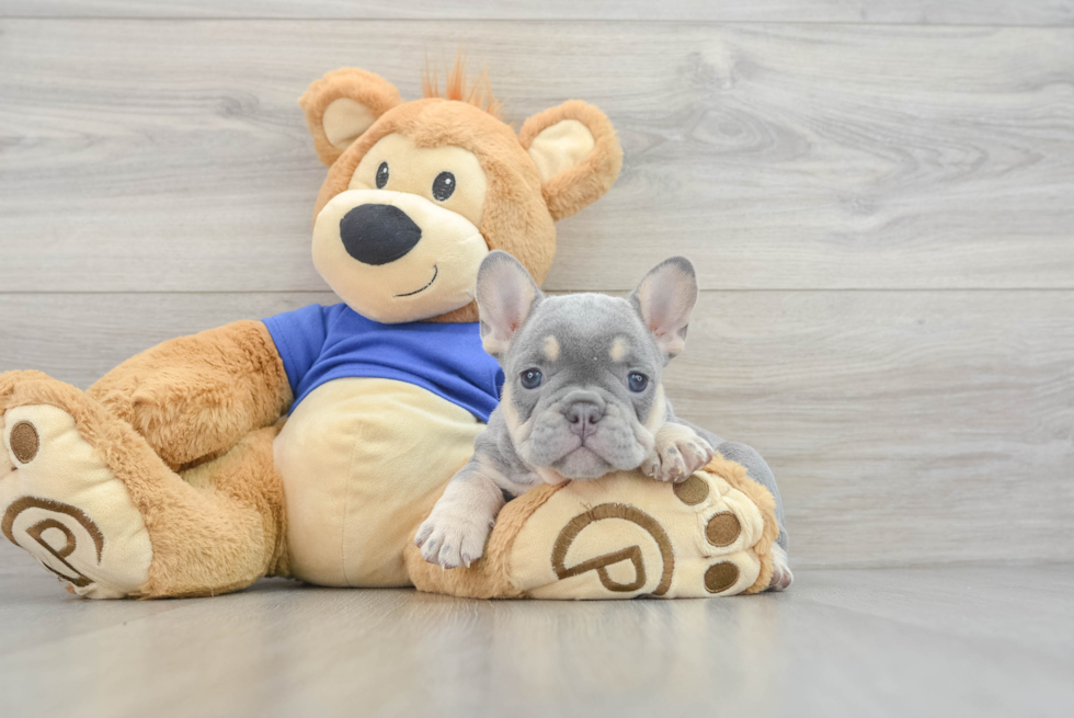 Small French Bulldog Purebred Pup