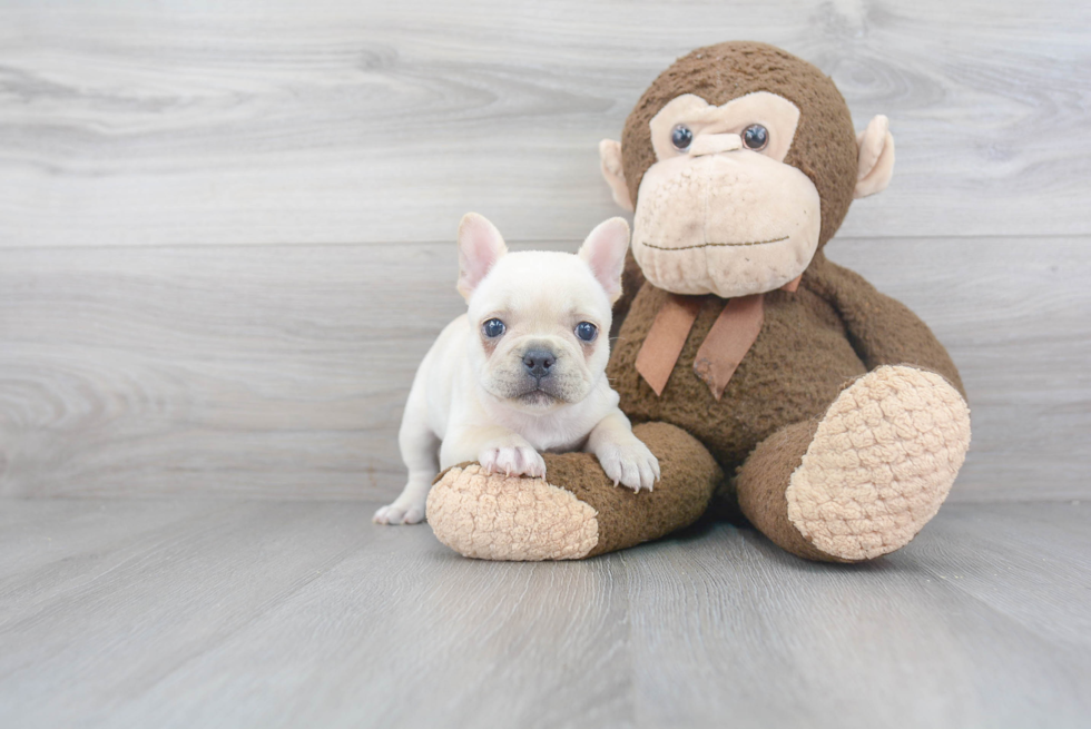 French Bulldog Pup Being Cute