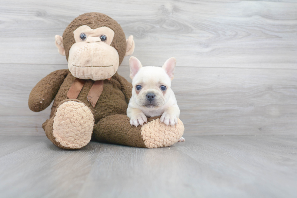 Best French Bulldog Baby