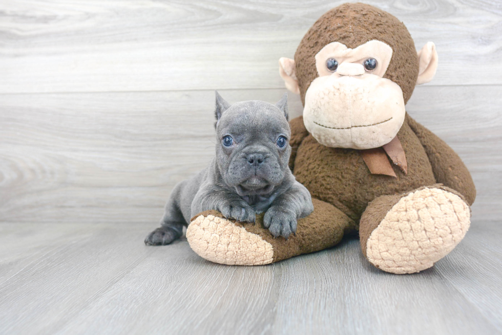 Friendly French Bulldog Purebred Pup