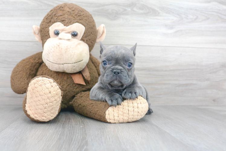 Little French Bulldog Baby