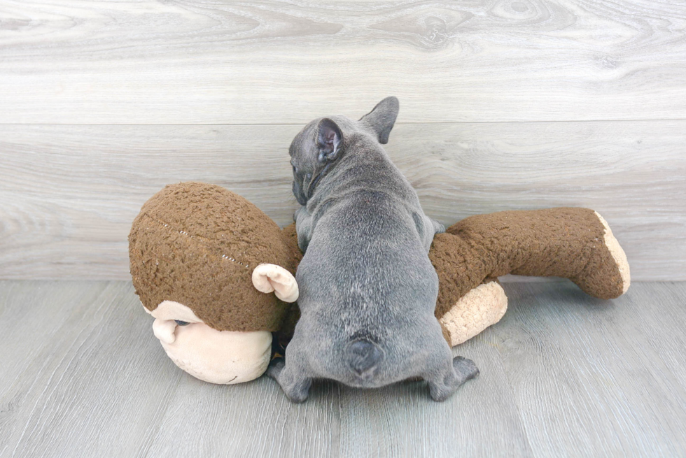 French Bulldog Pup Being Cute