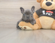 6 week old French Bulldog Puppy For Sale - Premier Pups