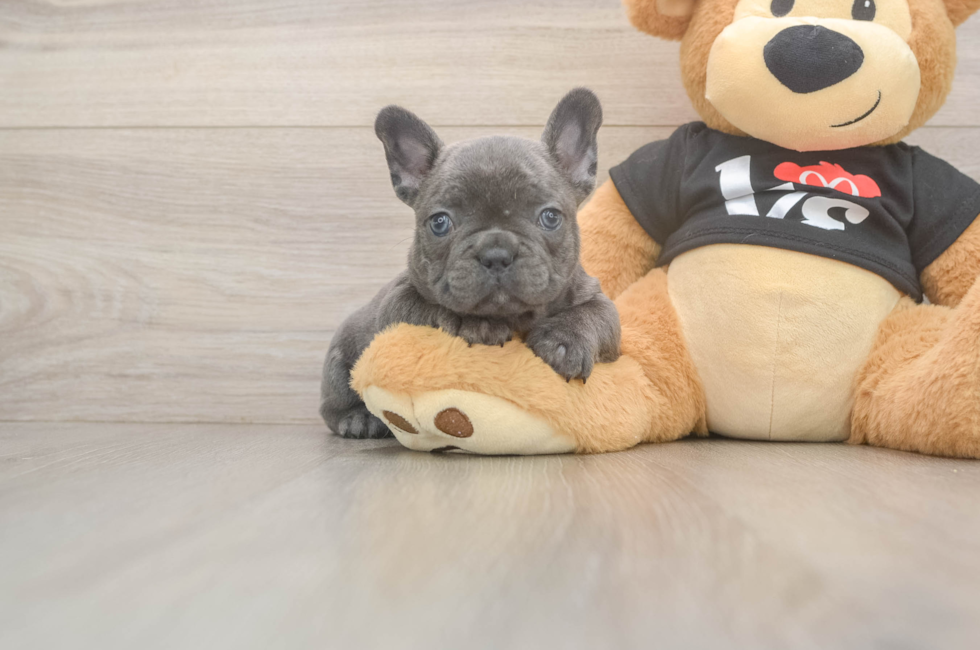7 week old French Bulldog Puppy For Sale - Premier Pups