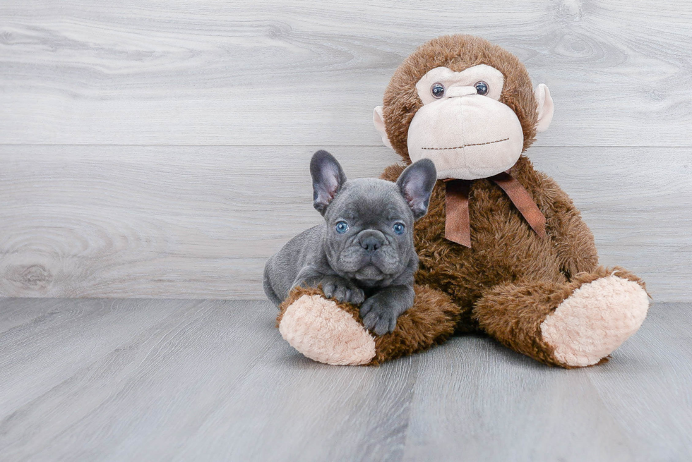 Little French Bulldog Purebred Pup