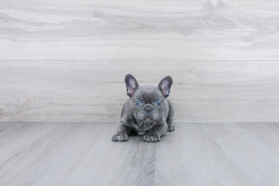 French Bulldog Pup Being Cute